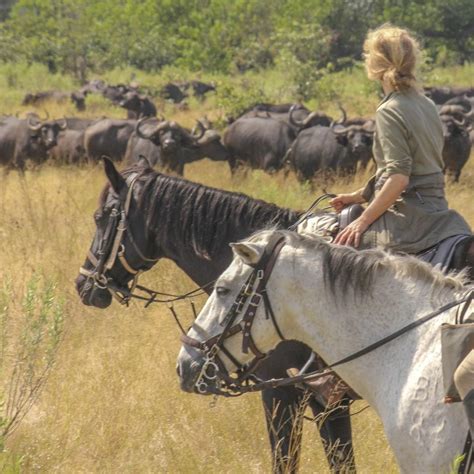 Why Go On A Horseback Safari In Botswana Africa Horse Tours