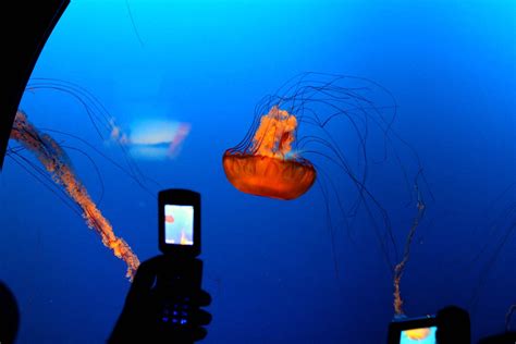 Jellyfish Jellyfish In The Vancouver Aquarium Daniel Dionne Flickr