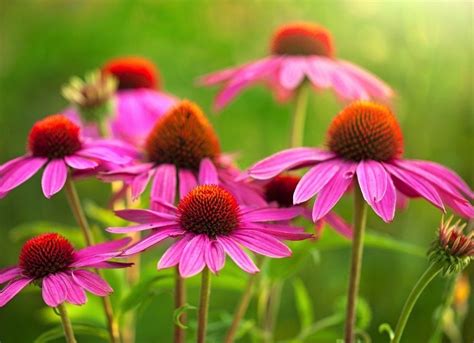 How To Grow Echinacea 10 Easy Flowers To Grow Bob Vila