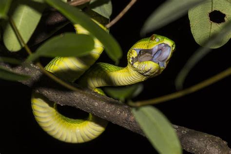 Do Que A Cobra Se Alimenta