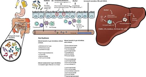 Frontiers Gut Microbiota Modulating Agents In Alcoholic Liver Disease