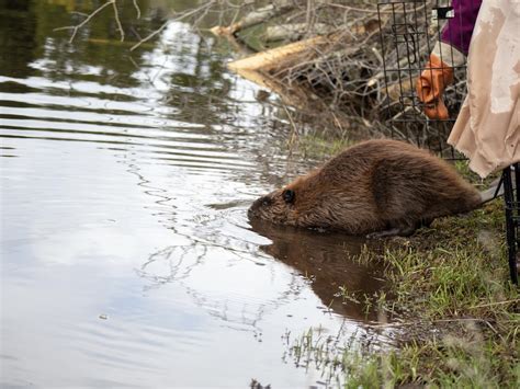 How Bc Will Restore Wetlands With Beavers The Tyee