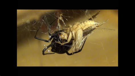 Cats do a lot of weird things. Black Widow Eats Cricket (HD) - YouTube