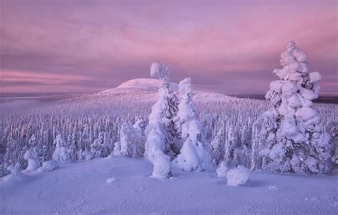 Wallpaper Winter Forest Snow Trees Finland Lapland Images For