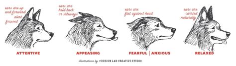 19 Dog Ear Types And Shapes √ Interpret Dog Ears 34 Dogs With Pointy