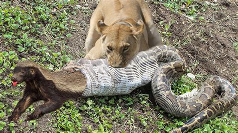Lion Of The God Python Honey Badger And Jackal Fight Each Other