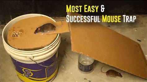 Bucket Mouse Trap Most Easy And Successful Mouse Trap Paper Mouse Trap Homemade Mouse Traps