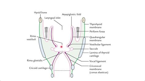 True Vocal Cords Vs False Vocal Cords Vocal Folds Vestibular Folds Youtube