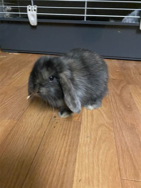 Rabbits Rehome Buy And Sell Preloved Unusual Animals Pet