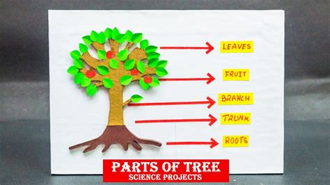School Science Projects Parts Of Tree Youtube