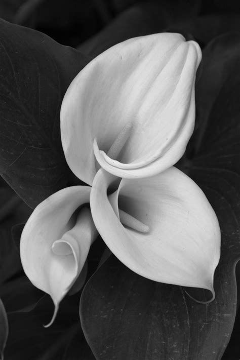 Pin By Lynn Heney On Calla Lily Flowers Photography Black And White