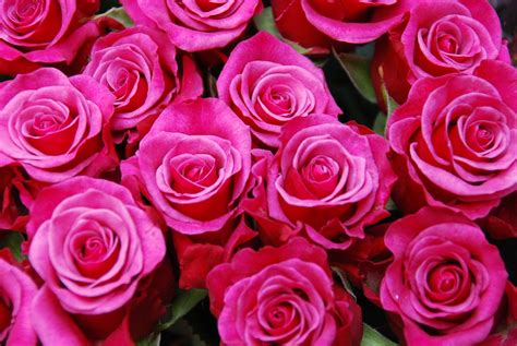 Flores Rosas Ramo Foto Gratis En Pixabay Pixabay