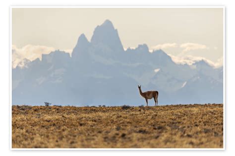 Alpaca In Front Of The Fitz Roy In Patagonia Van Dieter Meyrl Als