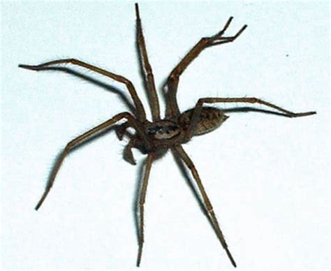 Maybe you would like to learn more about one of these? The types of spiders you'll start seeing more of in your home - and which ones can bite ...