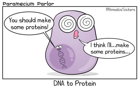 Dna To Protein Science Humor Medical Laboratory Science Biology Humor