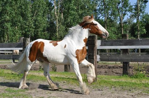 3 Small Draft Horse Breeds With Pictures Pet Keen