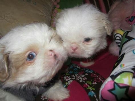 Blue Eyed Shih Tzu Puppies Cute Dogs Breeds Shih Tzu Dog Shih Tzu Puppy