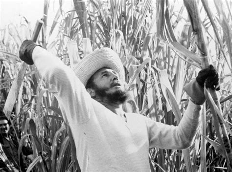 Solidários A Cuba 50 Anos De Reforma Agrária Em Cuba