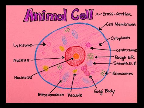 Animal Cell Drawing Labeled How To Draw An Animal Cell Labeled