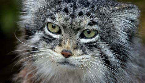 Through Golden Eyes Majestic New Cat Species Discovered In Nepal