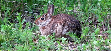 Eastern Cottontail Vermont Fish And Wildlife Department