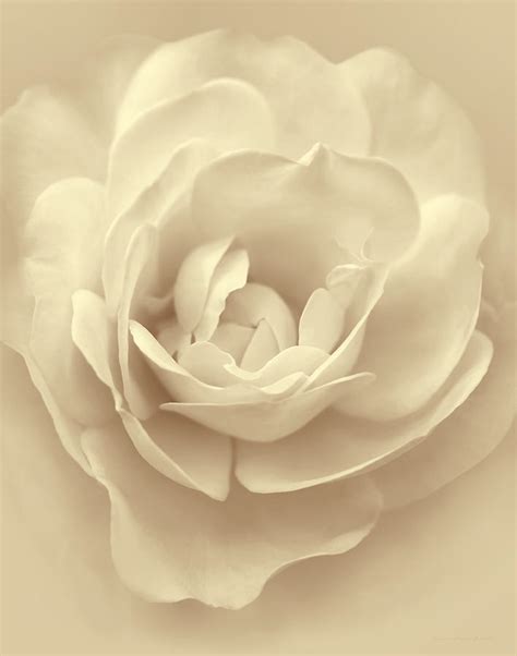 Soft Amber Rose Flower Photograph By Jennie Marie Schell Fine Art America