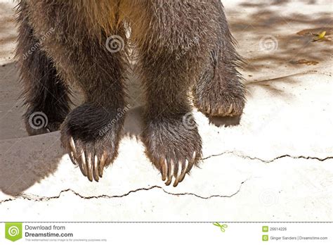 Grizzly Bear Feet And Claws Stock Photo Image Of Ground Daylight