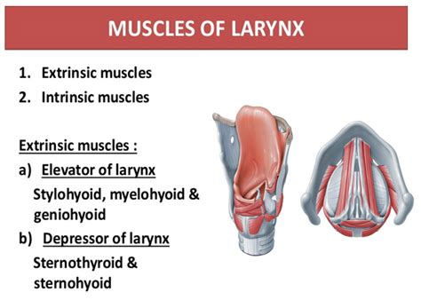 Laryngopharynx Anatomy Definition Parts Lymphatics