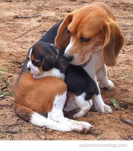 I Am Not Your Playtoy Rescuedog Dog Itsarescuedoglife Baby Beagle
