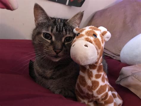 This Is Gracie With A Giraffe Giraffe Animals Cats