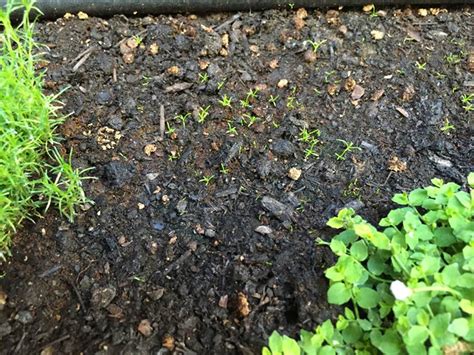 Directly Sown Irish Moss Seeds Using Shaker Growing Flowers