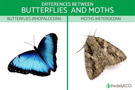 Butterflies Vs Moths Key Differences To Tell Them Apart