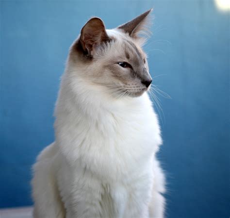 52 Top Images Russian Blue Balinese Cat Hypoallergenic Cats Russian