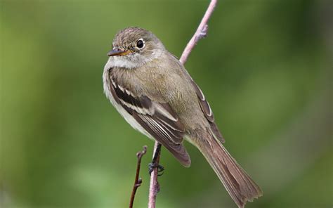 Curator zoology, the illinois state museum. Alder Flycatcher | Audubon Field Guide