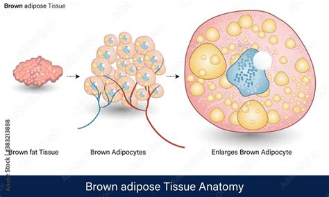 plakat infographics of human adipose tissue anatomy brown adipose tissue labeled structure of