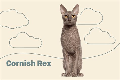 Cornish Rex Cat Breed Information And Characteristics