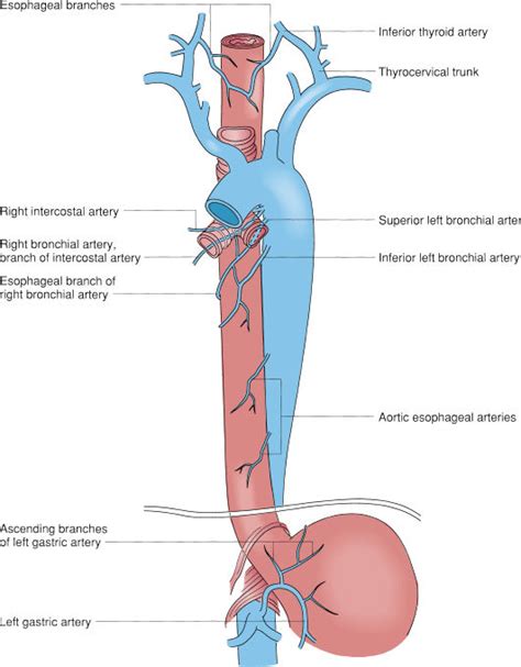 Esophageal Anatomy And Physiology And Gastroesophageal Reflux Disease