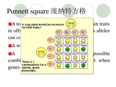 What Is A Punnett Square And Why Is It Useful In Genetics 01 Images
