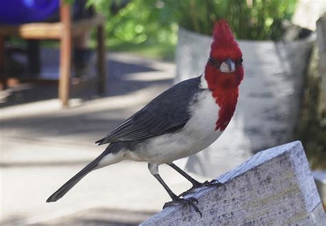 Red Crested Cardinal Hawaii Rbirding