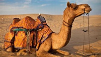 The Camel Walk - Camels and Camel Keepers of the Thar Desert - Pushkar ...