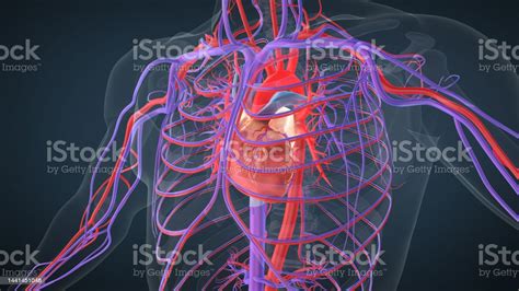 Human Heart Anatomy Medical Concept Stock Photo Download Image Now