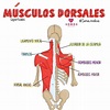Músculos dorsales | Anatomia humana musculos, Anatomía médica, Anatomia ...