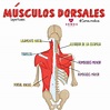 Músculos dorsales | Anatomia y fisiologia humana, Anatomía médica ...