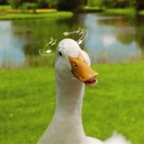 Aflac Duck Thats The Last Time I Spend Around Fast For Fun Süße