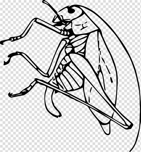 Public Domain Black And White Cricket Insect Transparent Background