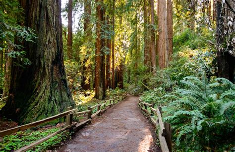 Muir Woods National Monument The Complete Guide