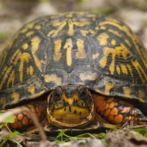 What Are The 34 Types Of Turtles Found In The Usa Id Guide Bird
