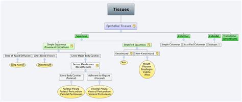 Tissues Xmind Mind Mapping Software