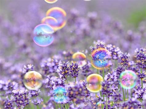 Bubbles Flowers Purple Spring Hd Desktop Wallpaper