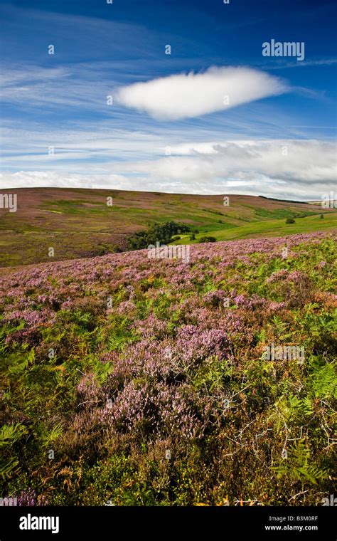 Heather Hi Res Stock Photography And Images Alamy